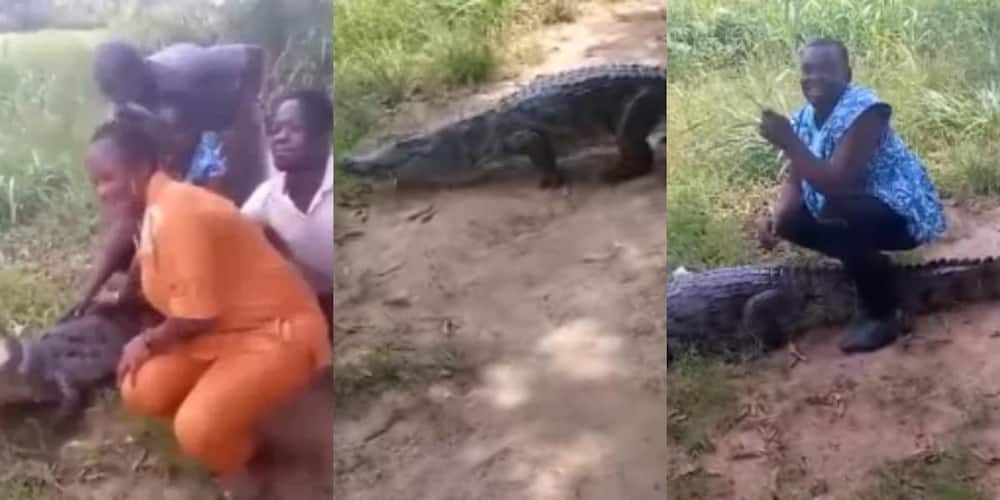 Tourists cry for help as crocodile bites woman at Ave Dakpa in video