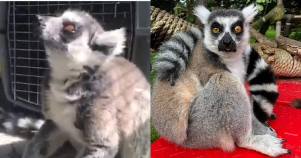 21 Year Old Lemur Reported Missing Found Chilling At Church Playground