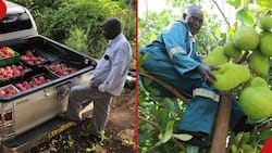 List of Rare Fruits Earning Kenyan Farmers Millions