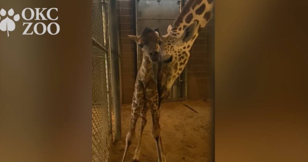 Oklahoma City Zoo and Botanical Garden has named its newest giraffe Njeri.