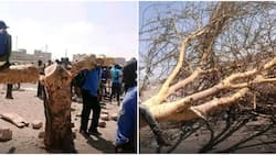 Babu Owino Laments after Police Cut Down Famous Tree at Jacaranda Grounds: "What Sin Did It Commit?"