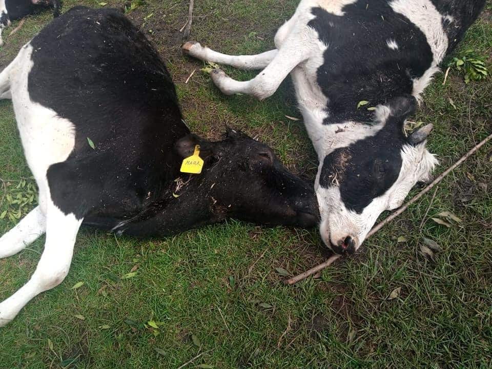 MP Johanna Ng'eno's 24 dairy cows die after consuming mineral