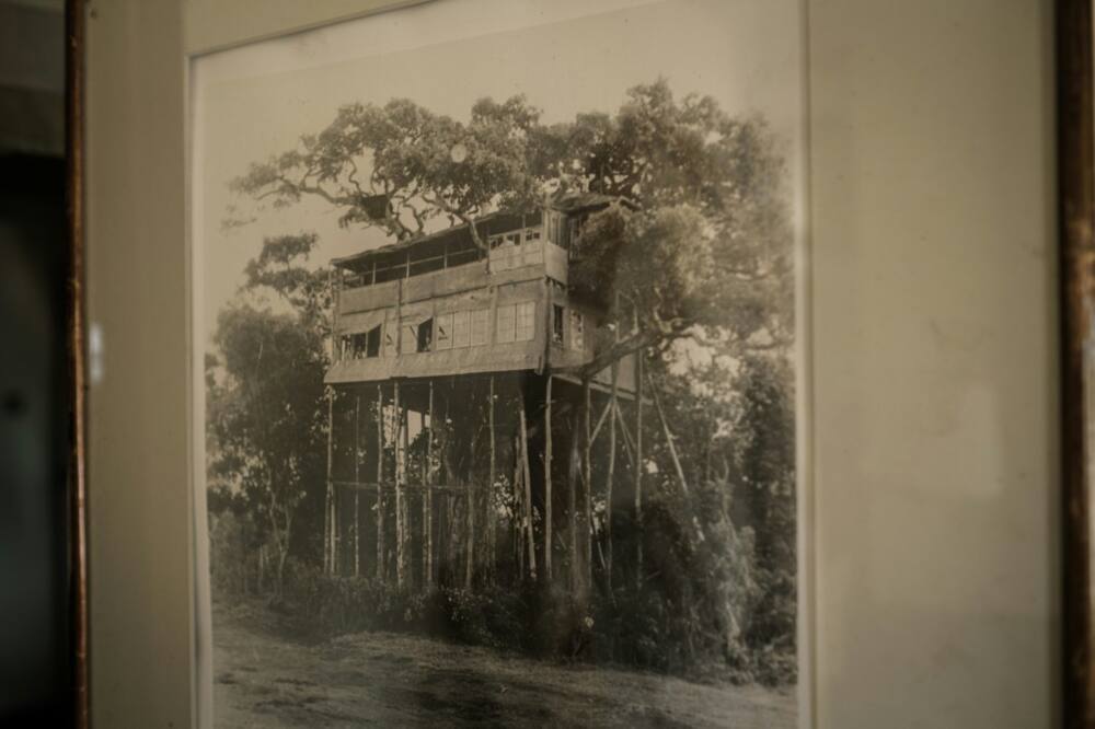 A picture of the  original treehouse where Queen Elizabeth stayed in 1952