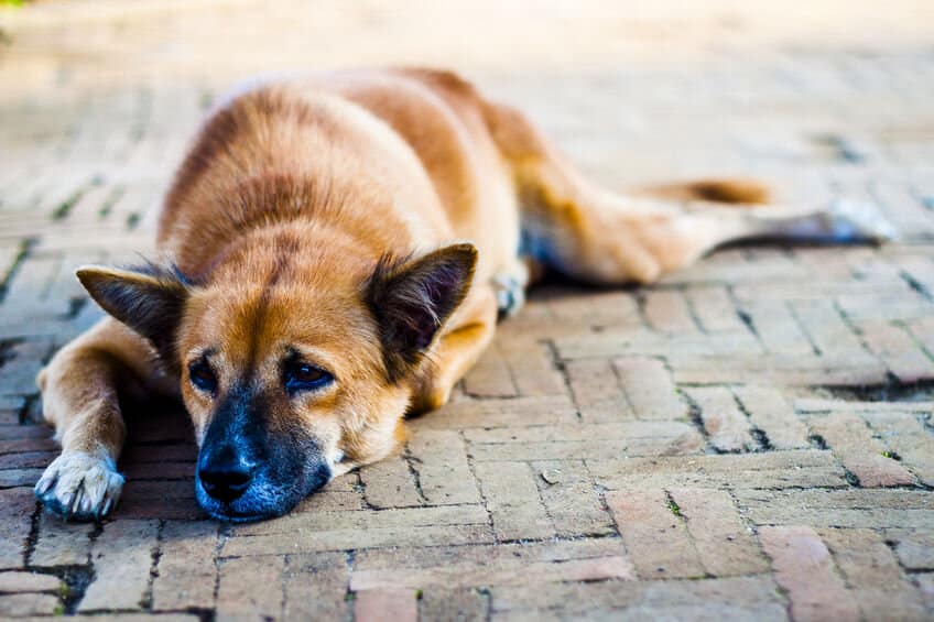 Netizens urge woman to leave her man after spotting him playing with her dog