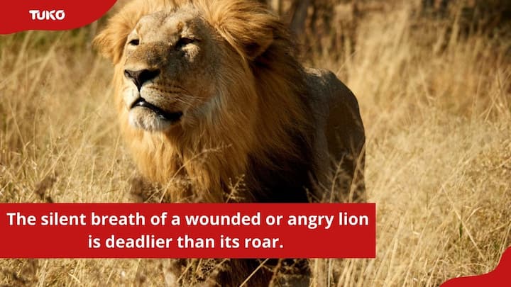 100+ attitude powerful lion quotes for motivation and bravery - Tuko.co.ke