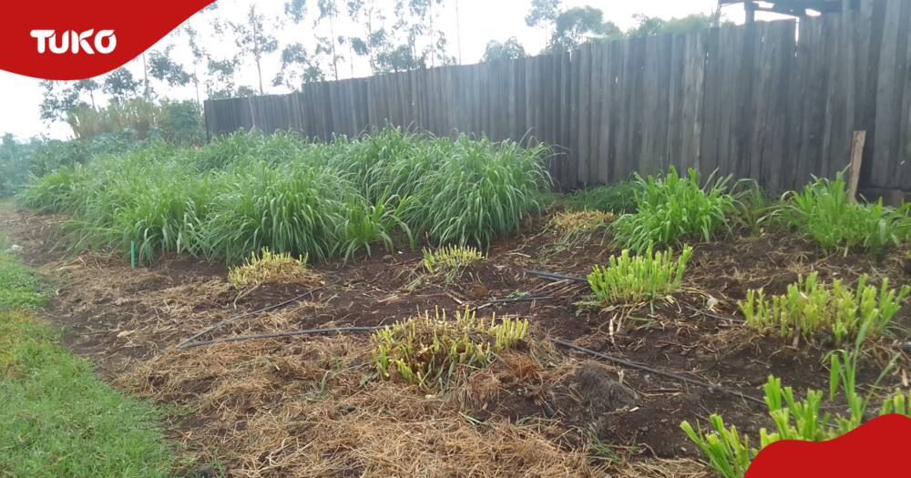 Super Napier grass variety in Nakuru
