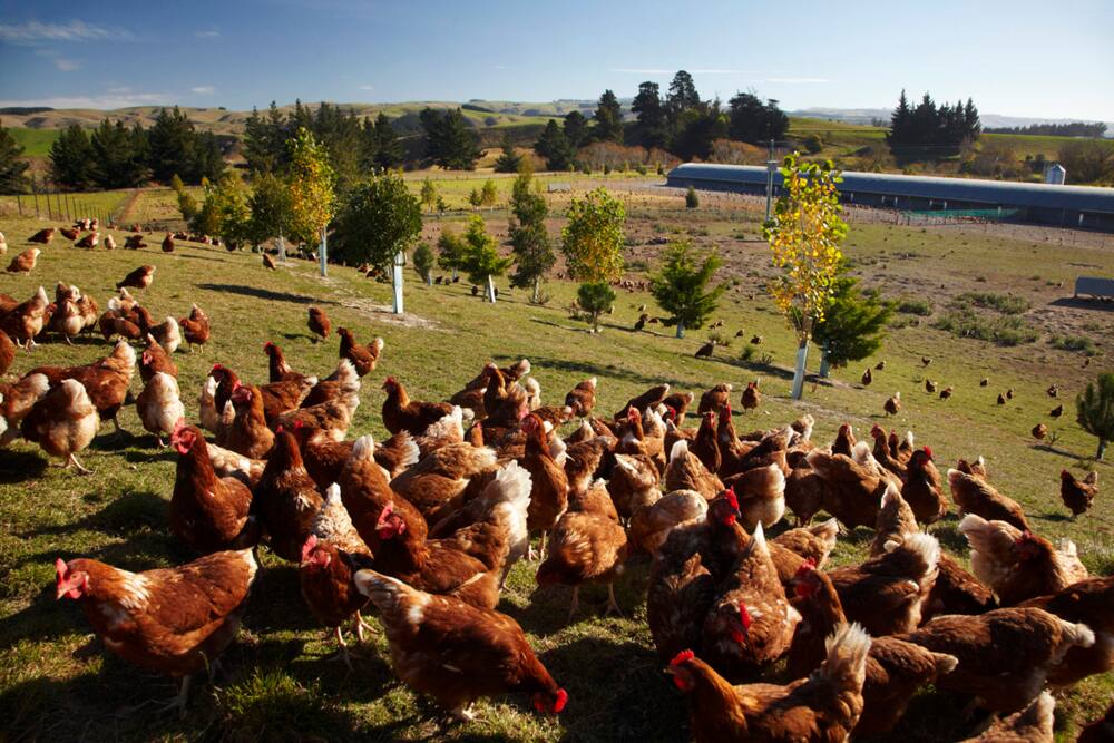 Man accidentally buys 1000 chickens online for KSh 155