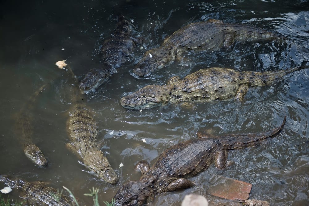 Broad-snouted caimans swim in Brazil, where populations have recovered enough to allow CITES to ease trade restrictions