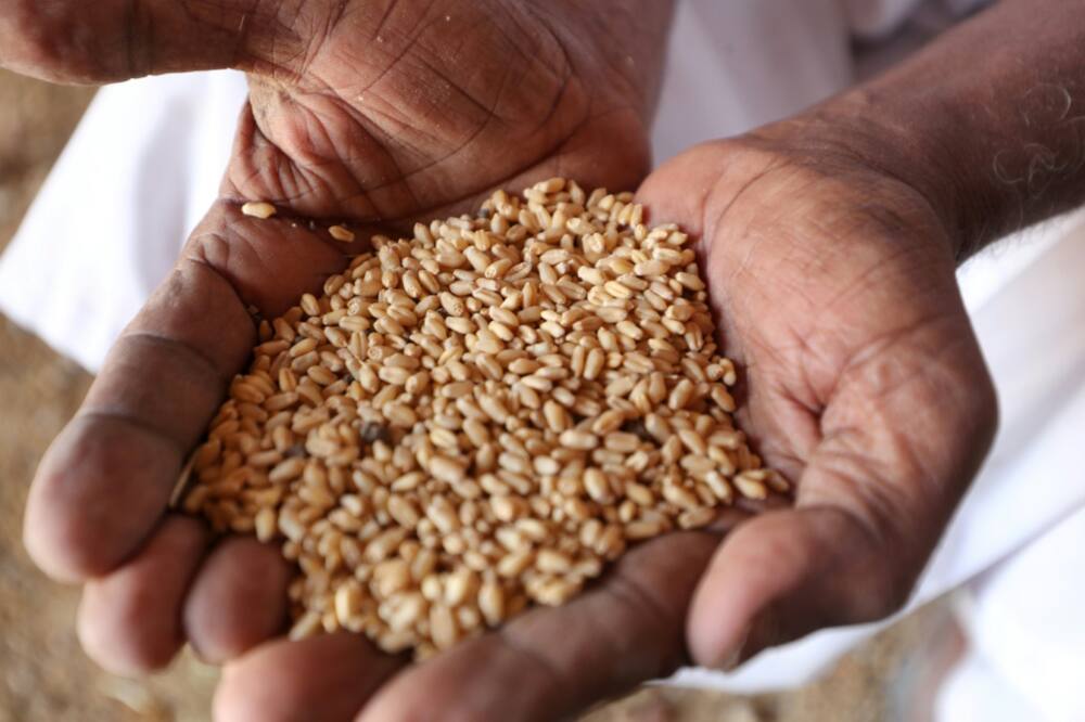 Russia's invasion of Ukraine, both key grain suppliers, threatens to compound Sudan's existing food security troubles. Wheat imports from both nations make up between 70 and 80 percent of Sudan's local market needs, according to a 2021 UN report
