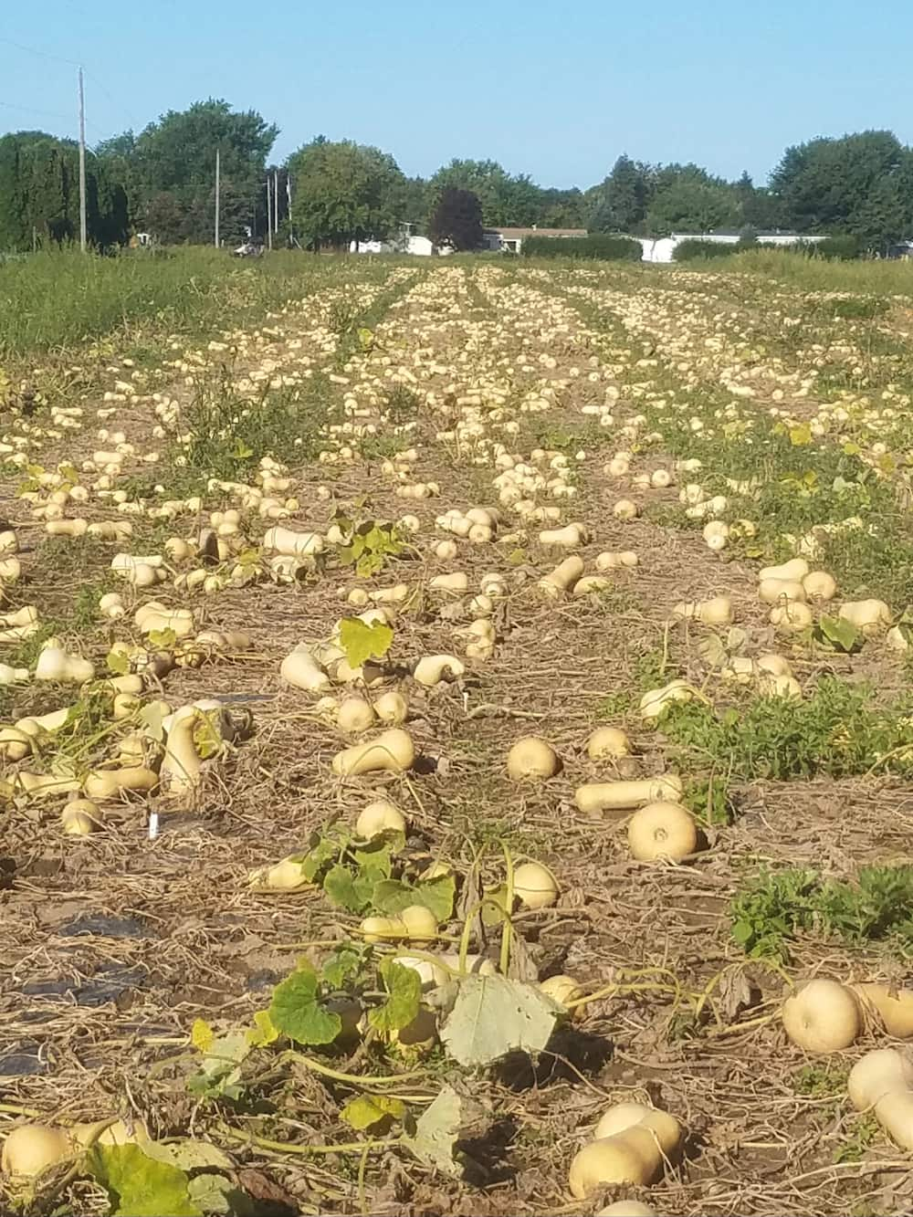 Butternut Farming in Kenya- Growing Pumpkins Made Easier