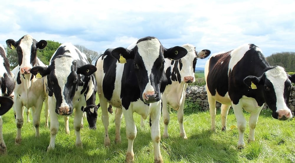 Dairy farming in Kenya
Small scale dairy farming in Kenya
Successful dairy farming in Kenya