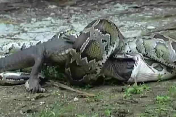 Epic! Python takes on alligator its size, squeezes and swallows it whole in a 3-hour death battle
