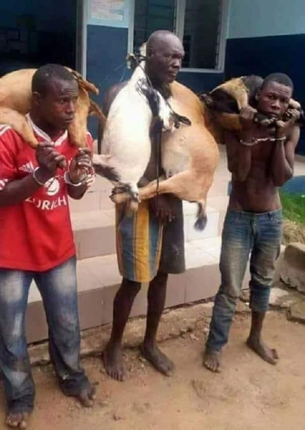 Witchcraft: Three thieves forced to carry goats they stole in Mombasa for a whole night