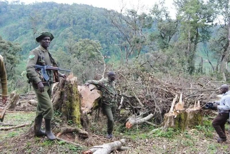 Utamu wa Msitu wa Mau huenda ulimfanya Natembeya kuingiza kidole