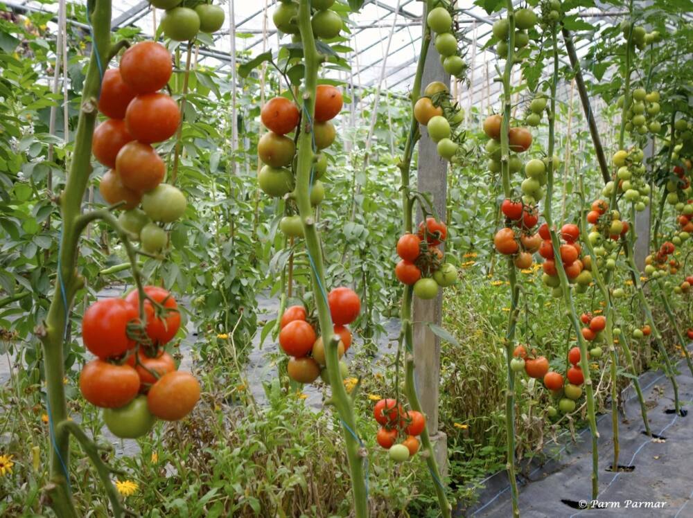 tomato hanging gardens