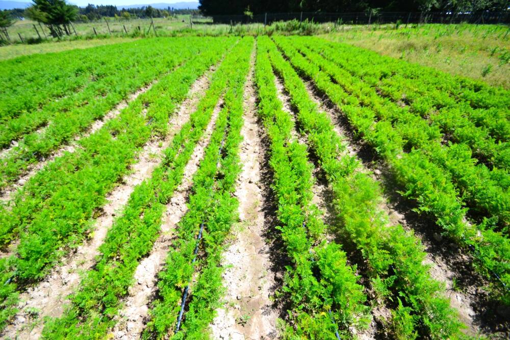 Carrot farming in Kenya