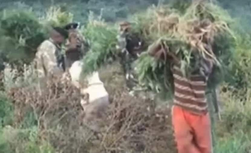 Spika wa Tanzania amuunga mkono mbunge aliyetaka ukulima wa marijuana kuidhinishwa