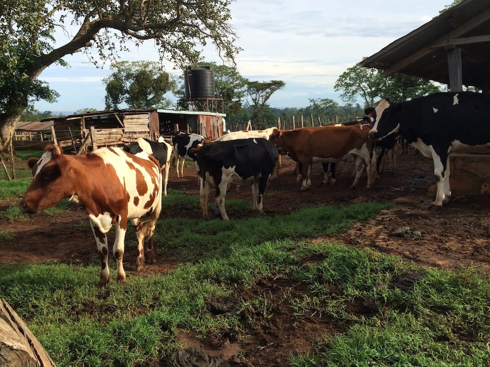 How to increase milk production in cows in Kenya
Ayrshire milk production in Kenya
Increasing milk production in cows