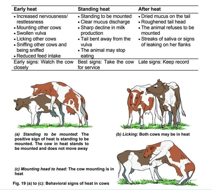 how to milk cow stardew