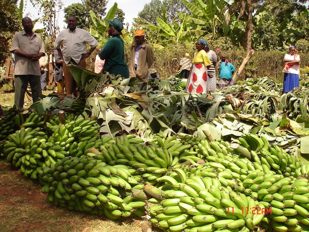 banana farming in kenya