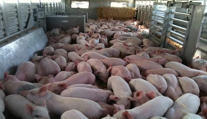 pig farming in kenya 2018
