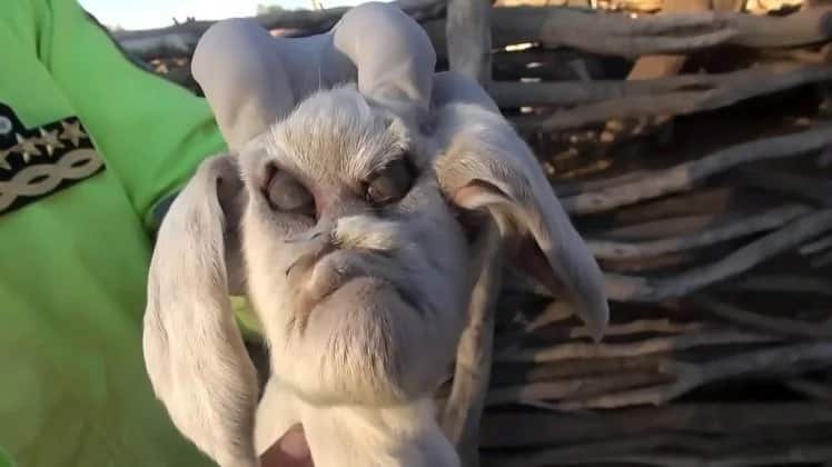 Panic and confusion as goat with human face is born