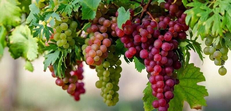 benefits of grapes, health benefits of grape, vitamins in grapes
