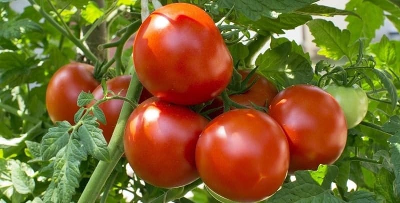 benefits of tomato juice, benefits of raw tomatoes in pregnancy, tomatoes during pregnancy