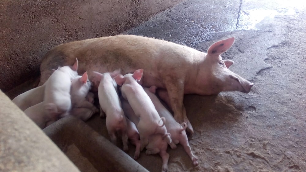 how to start pig farming