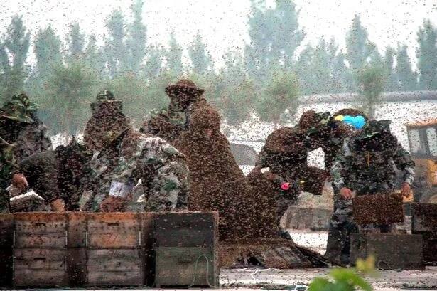 Man Sets World Record By Covering Himself In 100kg Of Bees