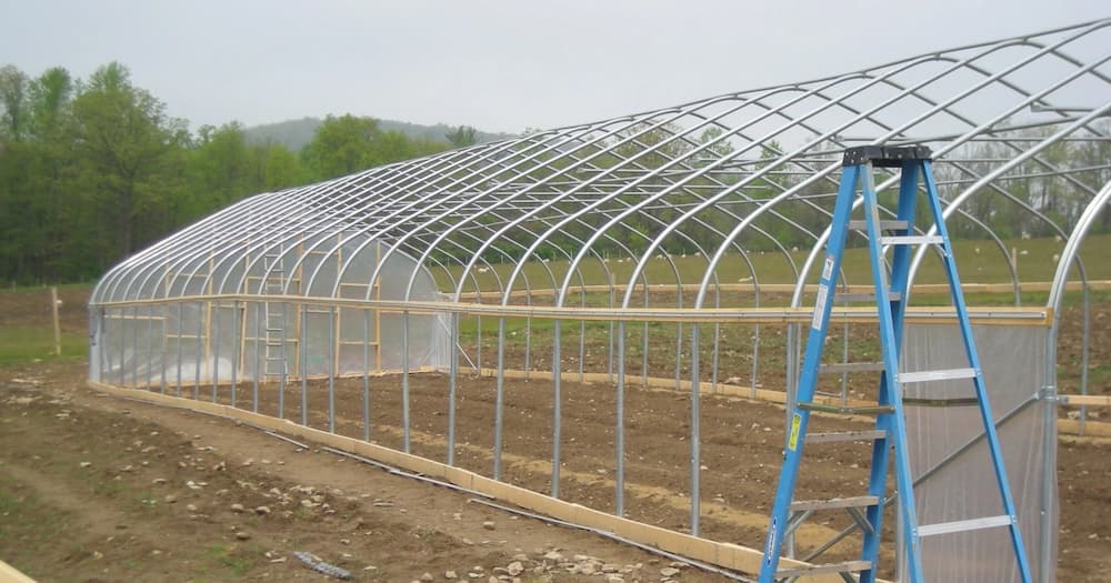 Greenhouse Farming in Kenya for Beginners: How to Make It Lucrative