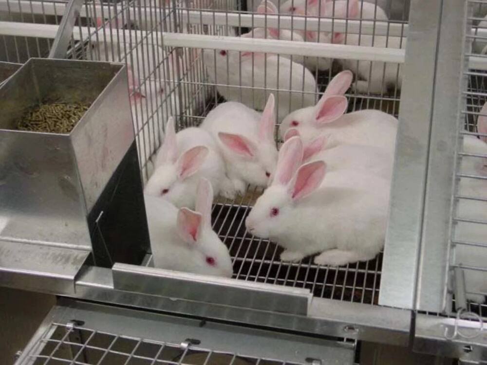 factors affecting rabbit farming in kenya