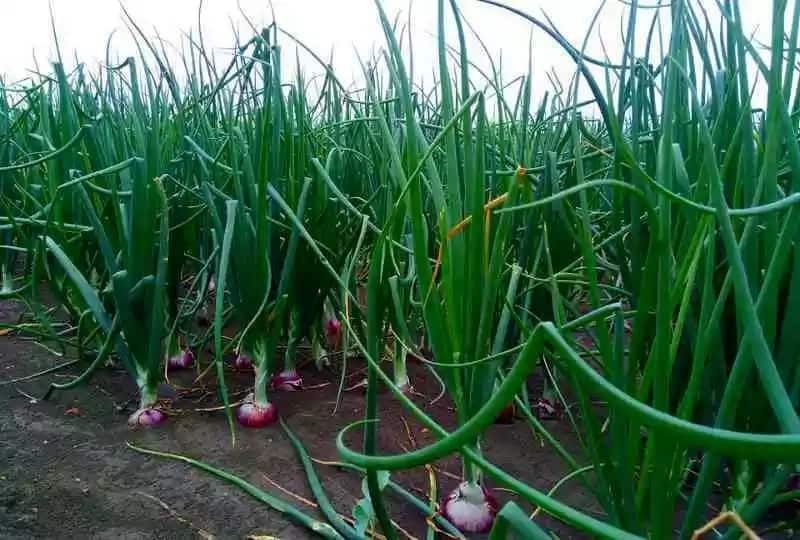 Bulb onion farming in Kenya