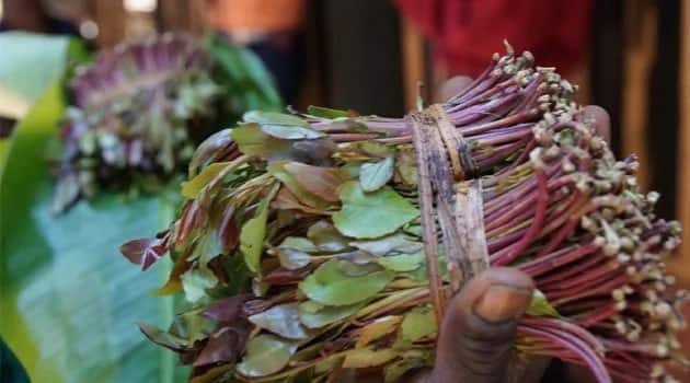Experts settle the debate on Miraa and Bedroom matters