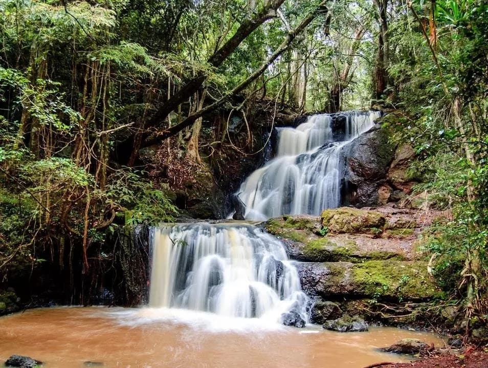 Karura Forest Activities: Discover What You Can Do in Karura Forest