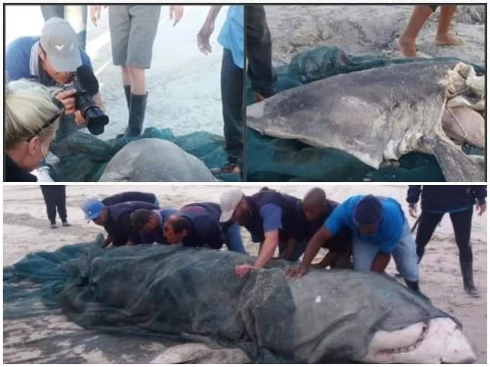 Killer whale blamed for death of 2 giant white sharks washed ashore with liver missing (photos)
