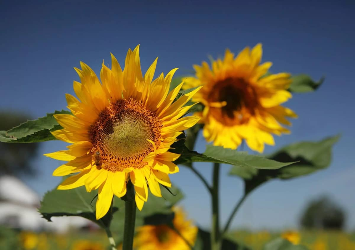 Sunflower Farming In Kenya Made Easy Tuko co ke