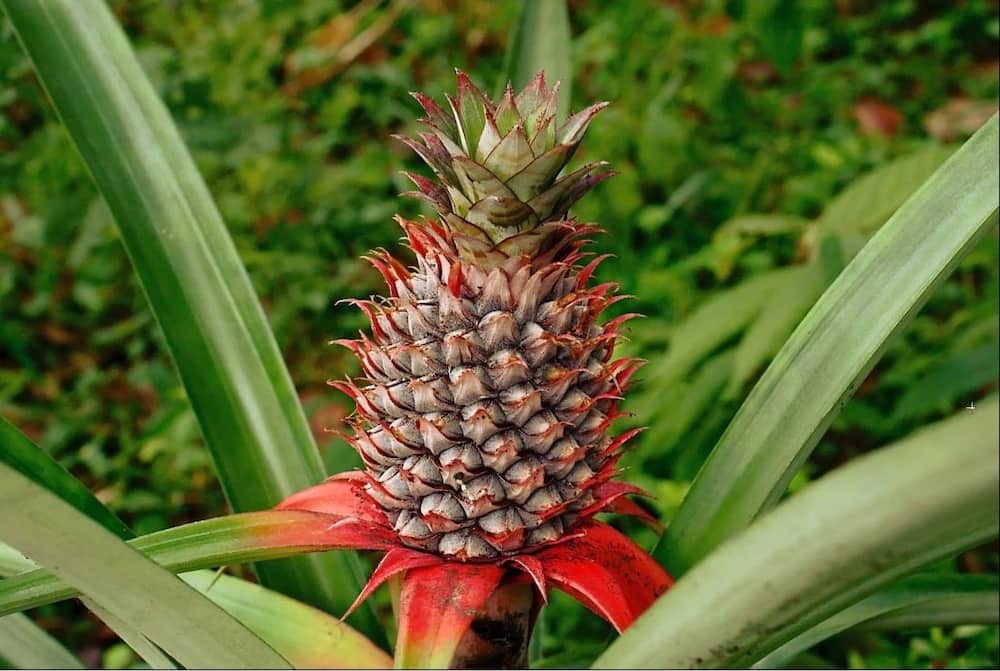 benefits of pineapple (main)
health benefits of pineapple
pineapple benefits