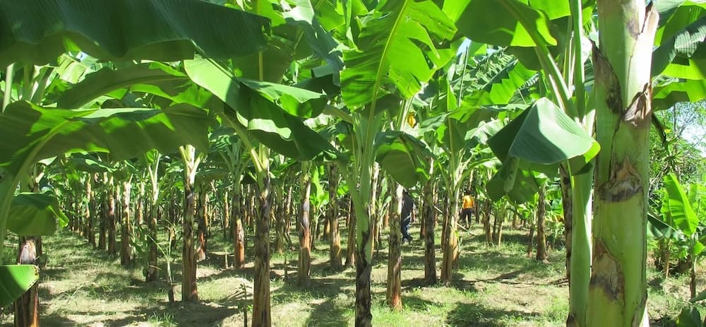 Banana plantation