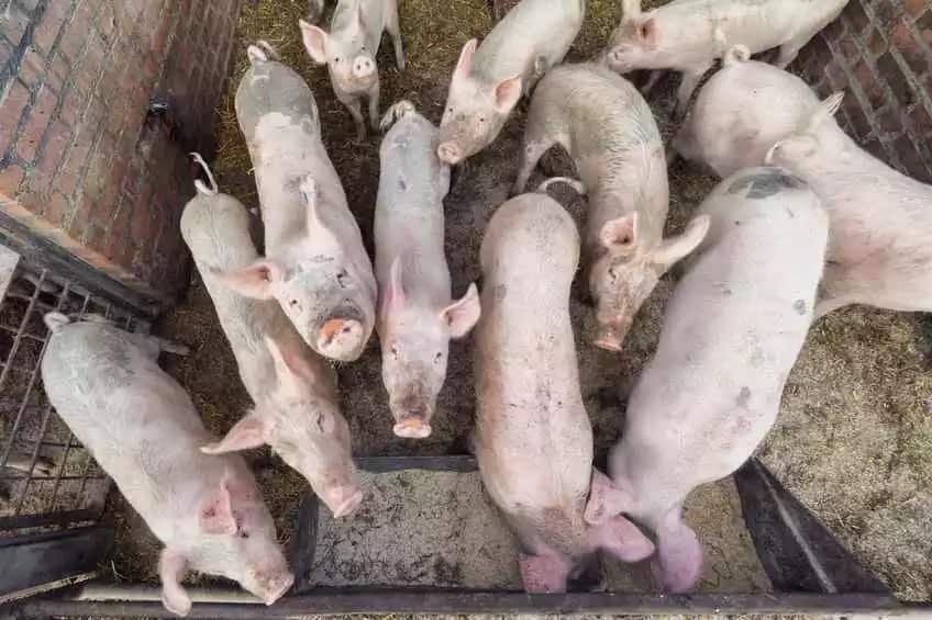 pig farming and marketing in kenya