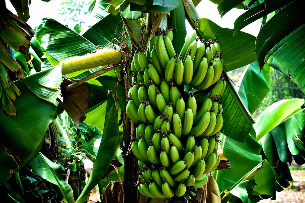 Banana Farming in Kenya 2018
