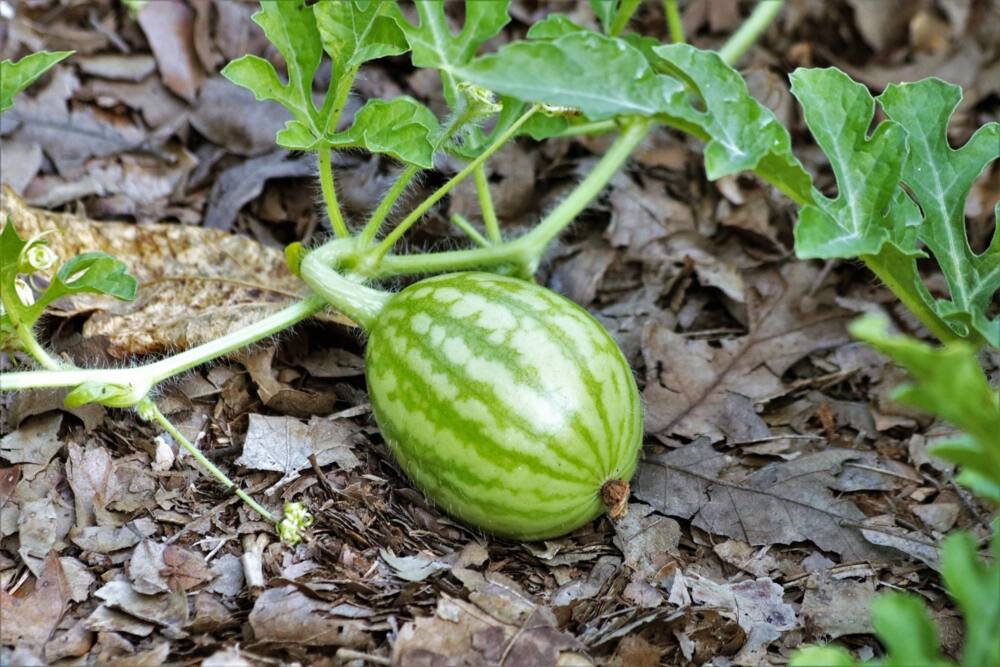watermelon farming techniques in kenya, watermelon farming business in Kenya, watermelon farming in kenya 2018