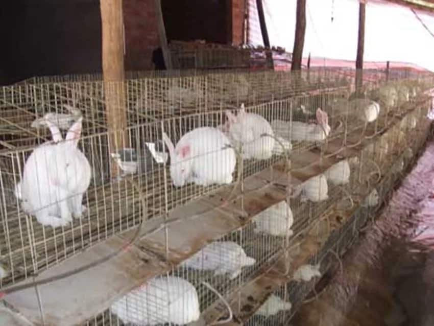 Rabbit Farming in Kenya: Get the Most out of This Type of Farming