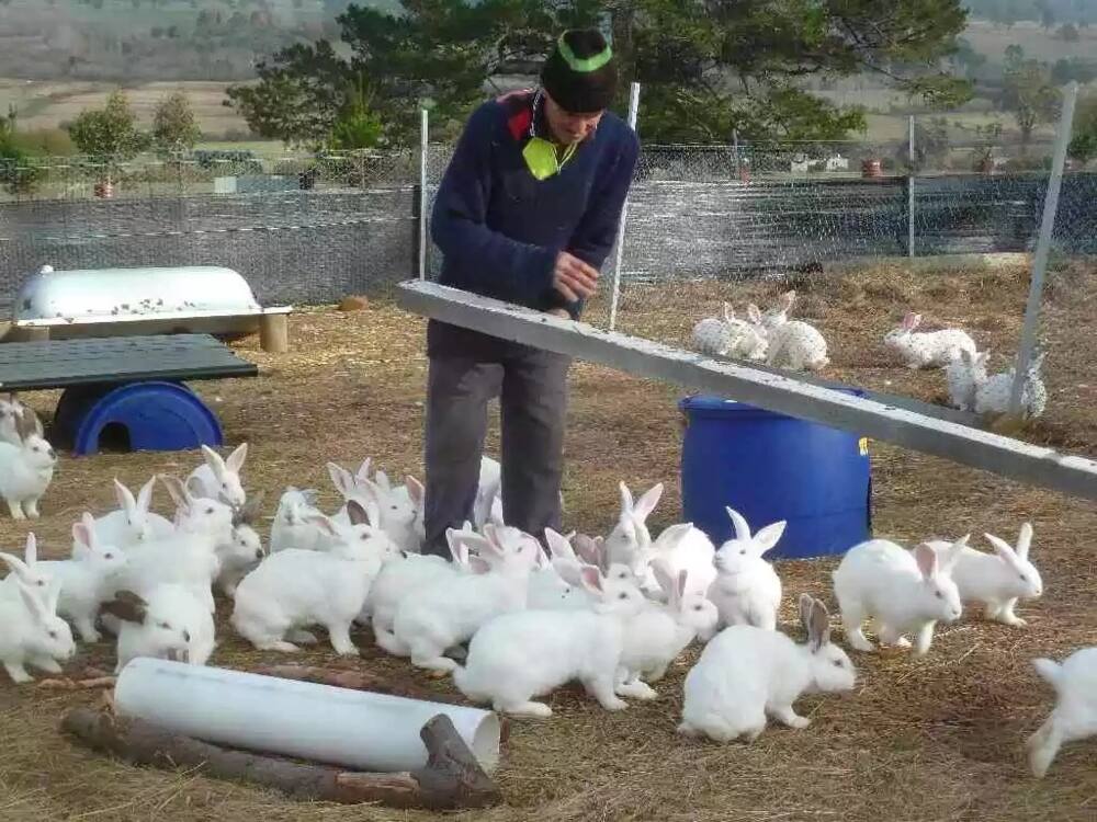 Rabbit Farming in Kenya: Get the Most out of This Type of Farming