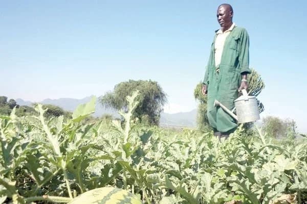 Profitable watermelon farming in Kenya