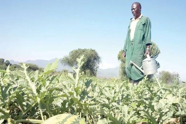 Areas suitable for watermelon farming in Kenya