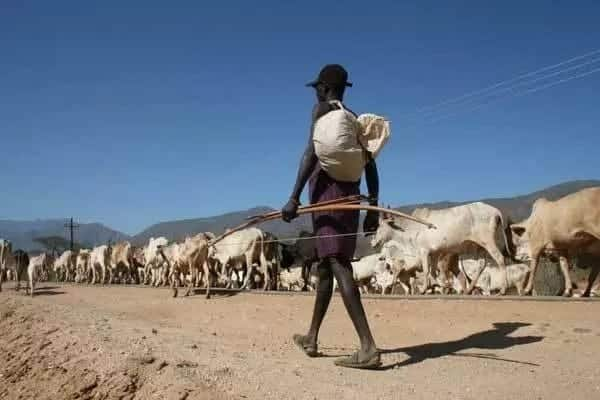 A day in the life of 24-year-old Pokot bandit with 8 years of experience