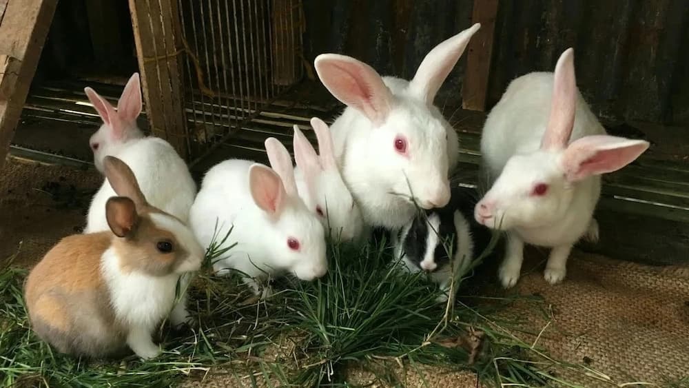 Challenges facing rabbit farming in kenya
