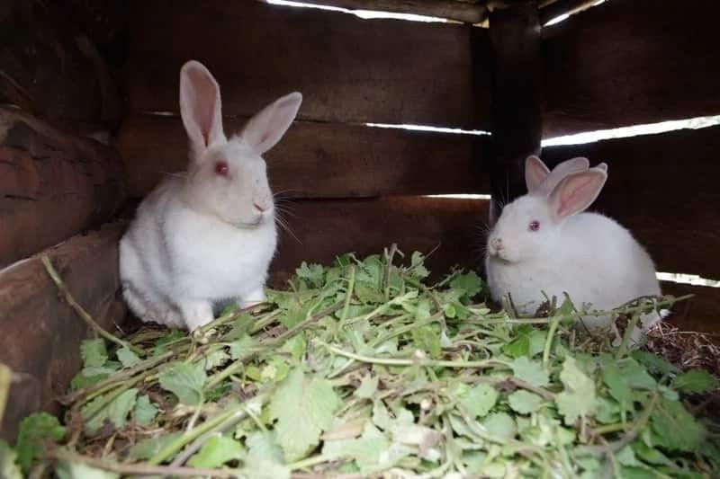 Large scale rabbit farming in Kenya