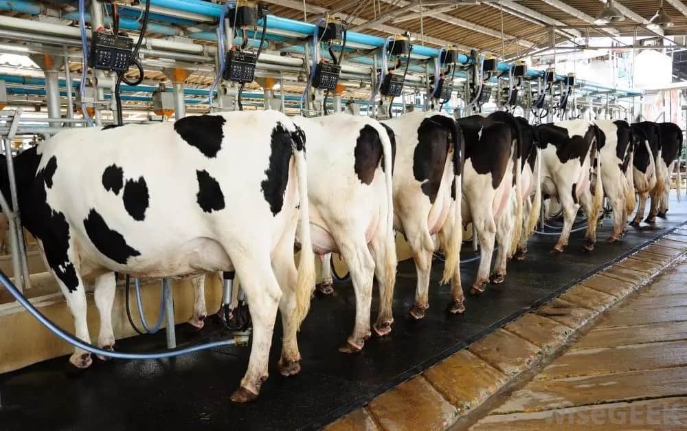 Image result for kenya dairy sector